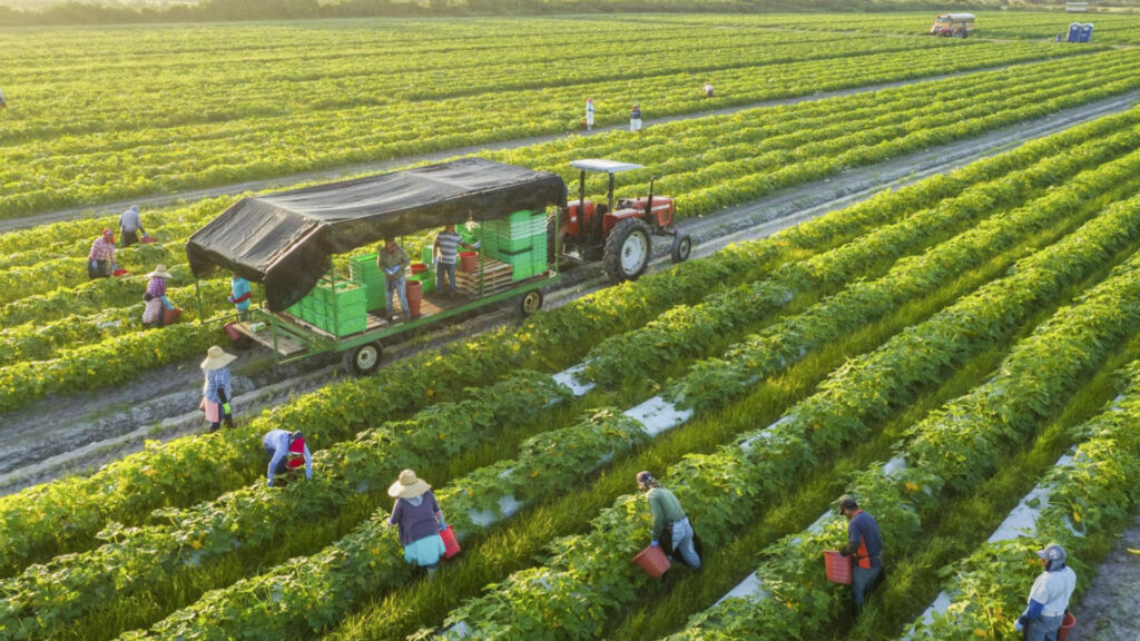 nông nghiệp Việt Nam