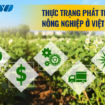 thực trạng phát triển nông nghiệp ở Việt Nam